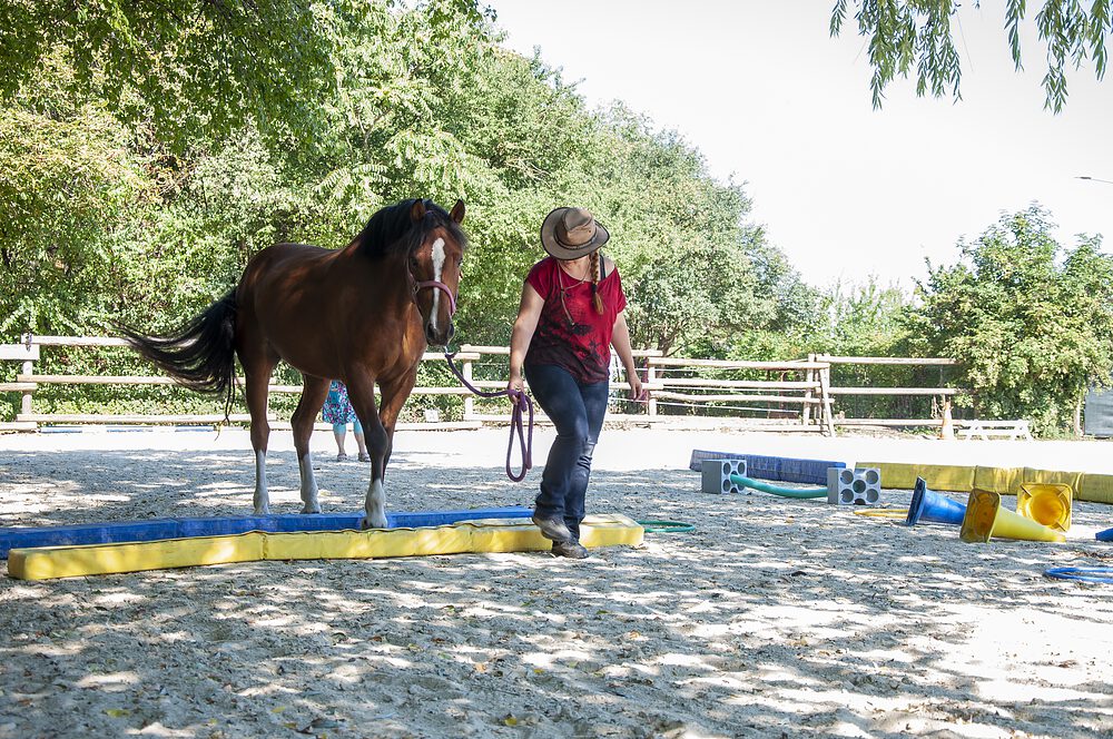 Pferdetraining Österreich - Dragahof, Niederösterreich Burgenland