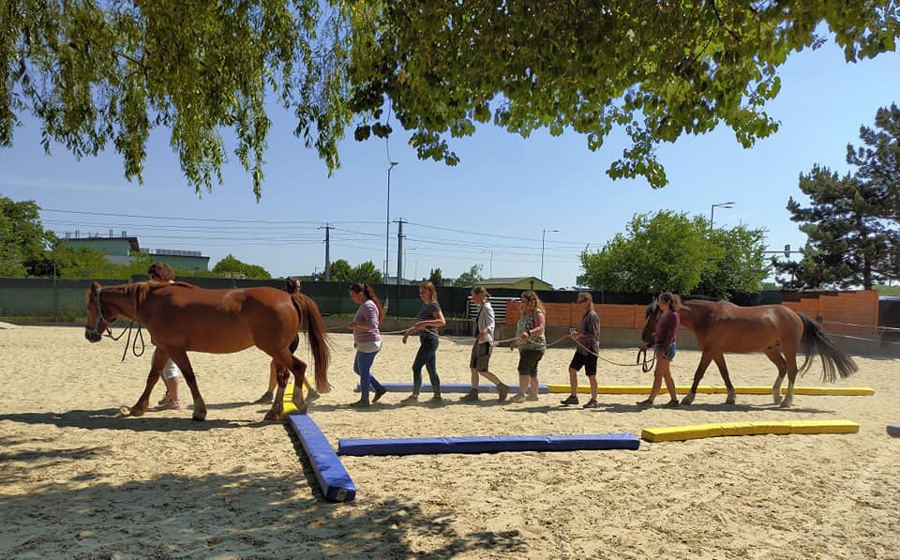 Teambuilding Mit Pferd, Österreich - Pferdegestütztes Coaching