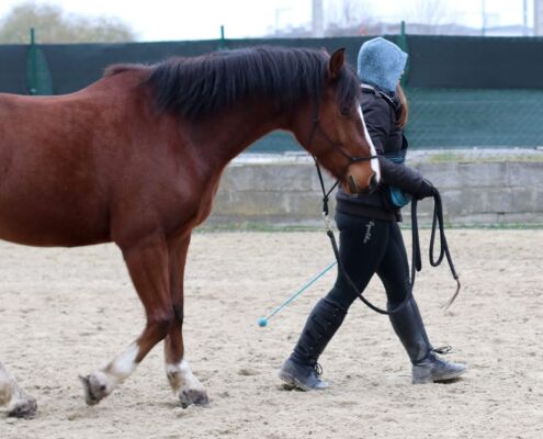 Bodenarbeit Pferd Horsemanship, Dragahof, Niederösterreich